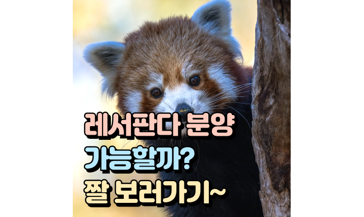 Read more about the article 레서판다 분양 가능할까? 위협은 무슨 뜻? 짤 보러가기